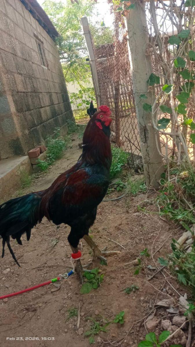 குவாதாடி, காகம்