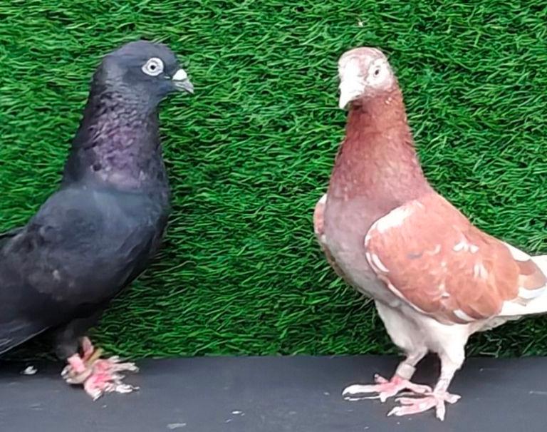 Pigeons