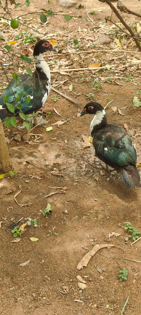 Manila Duck