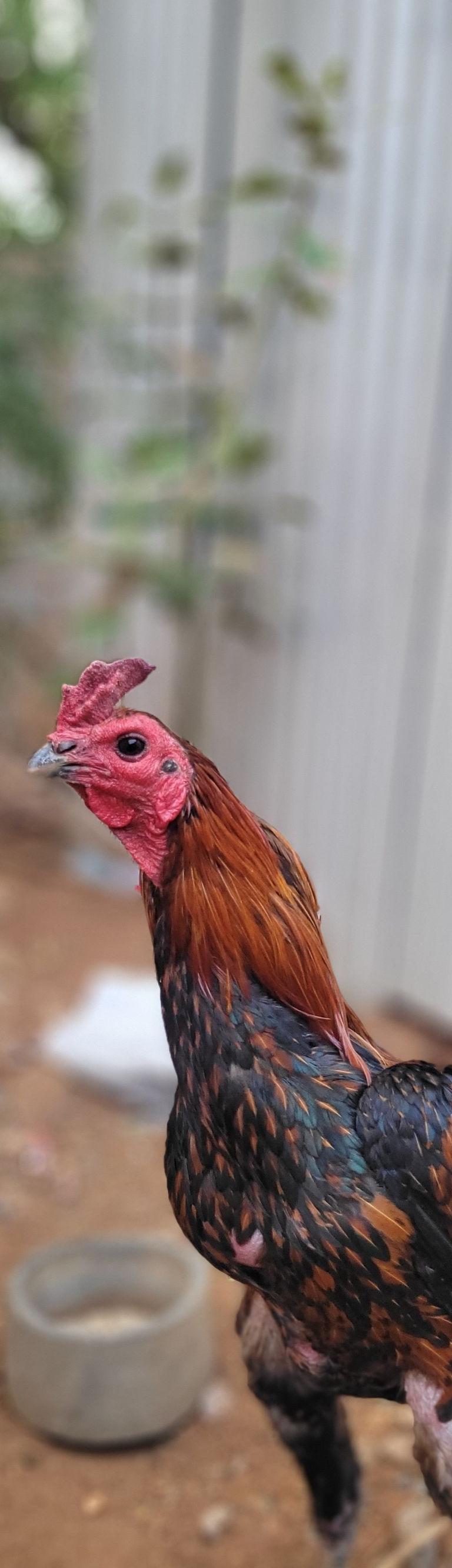 செங்கருப்பு