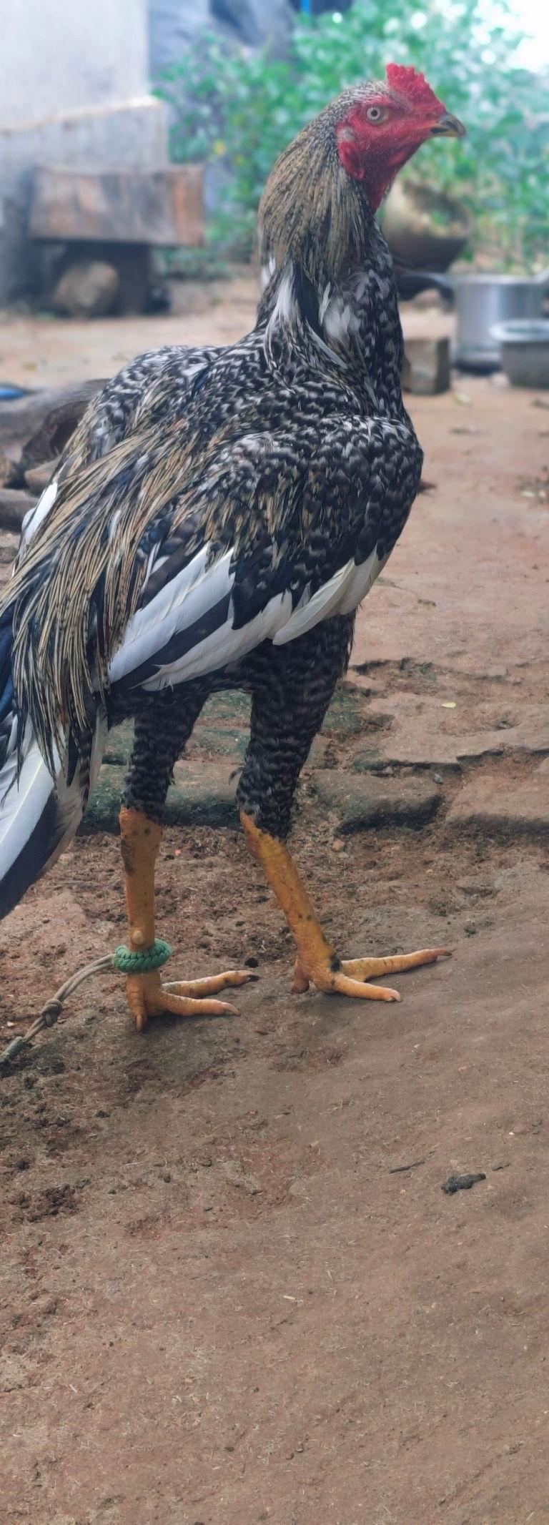 Keeri Sandai Seaval