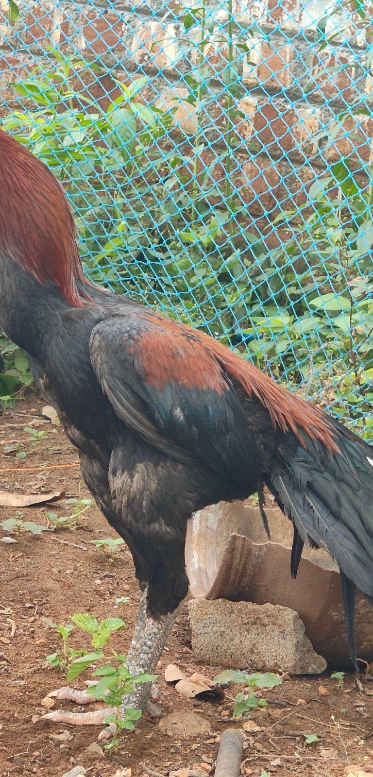 Peruvidai
