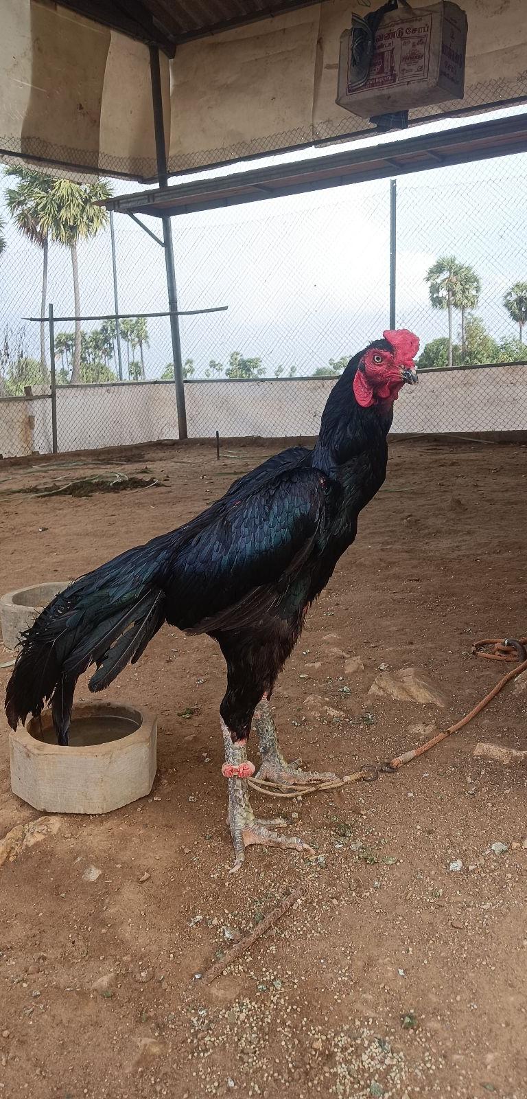 கட்டு சேவல்