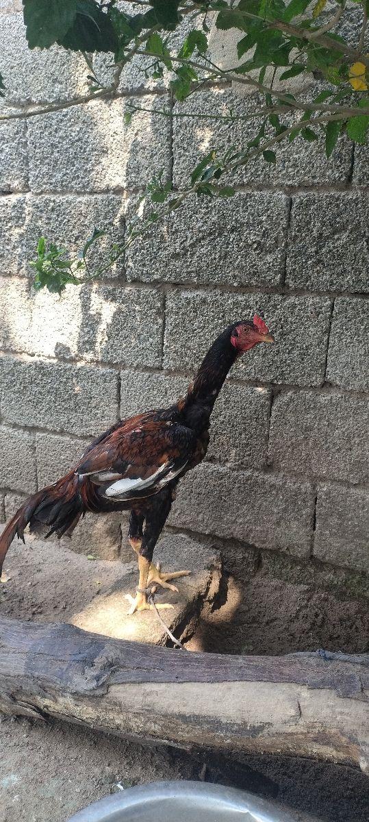 Orjinal Patta