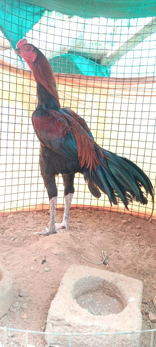 Kathikattu Senkarupu