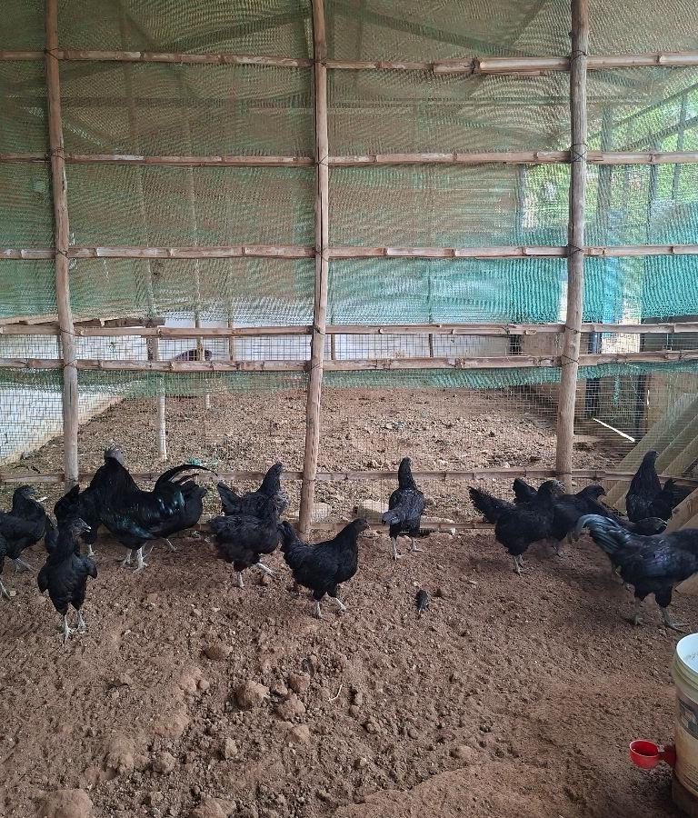 Kadaknath