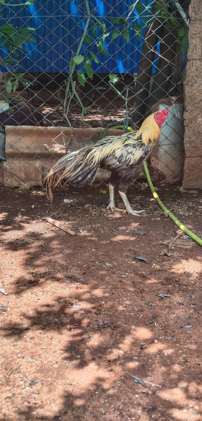 பெருவிடை  போன்றம் சேவல்