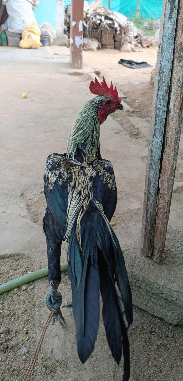 Patta Kondai Mayil