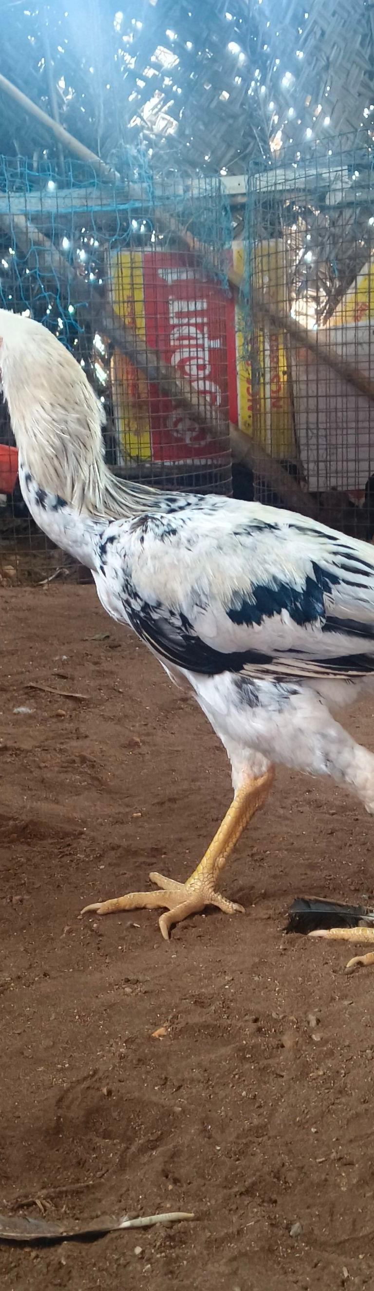 Nuulaan