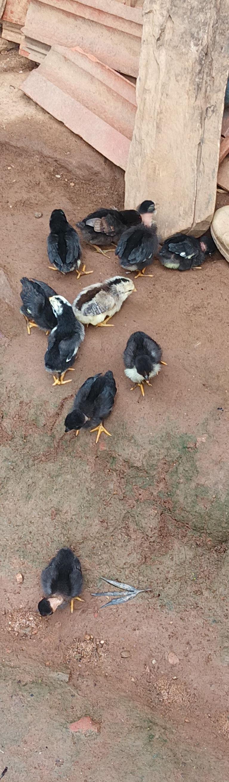 சிறுவிடை குஞ்சுகள்