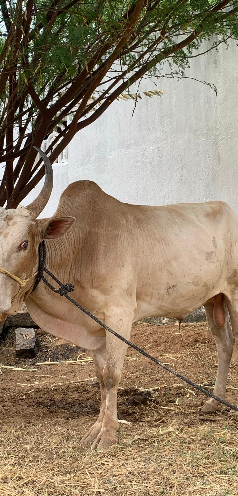 Jallikkattu  Madu