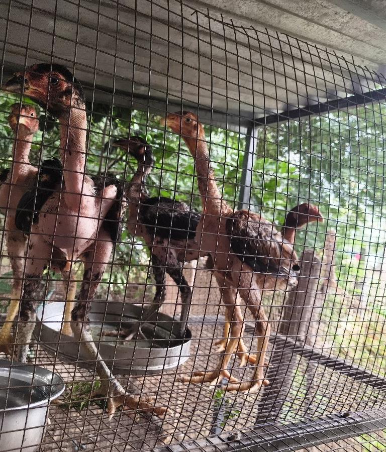 Peruvadai Chicks 5