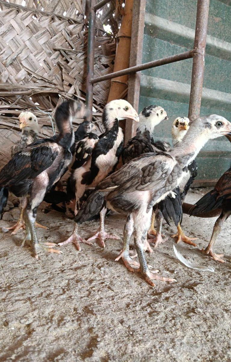 விசிறிவால் விடைகள்