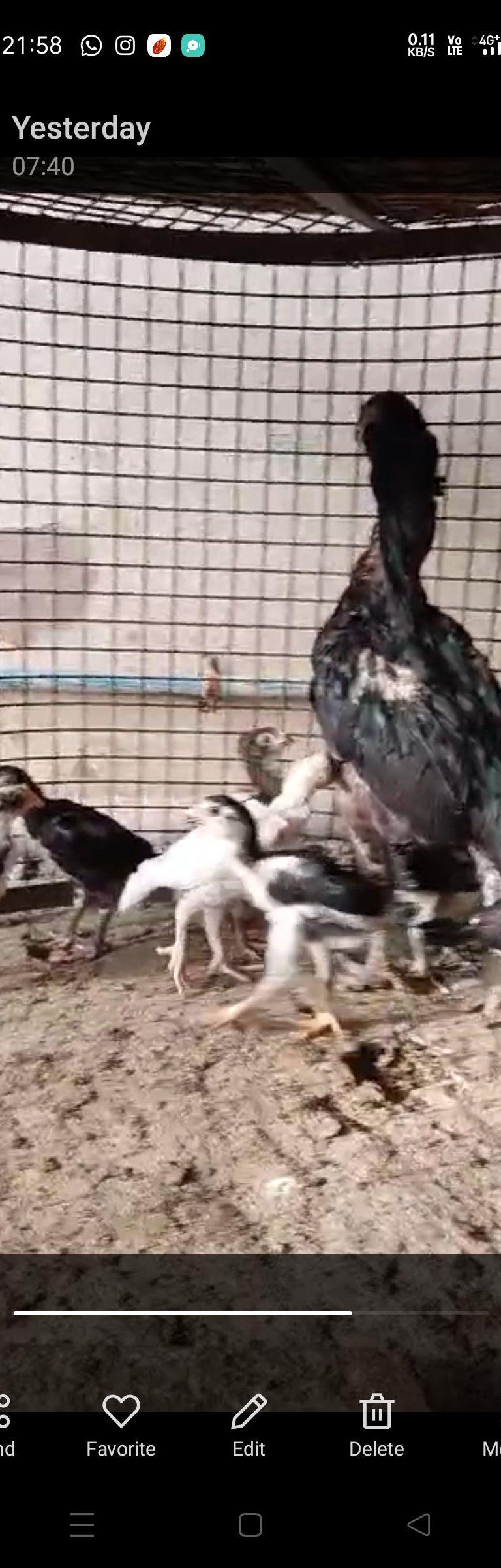 விசிறிவால் கோழிக்குஞ்சுகள்