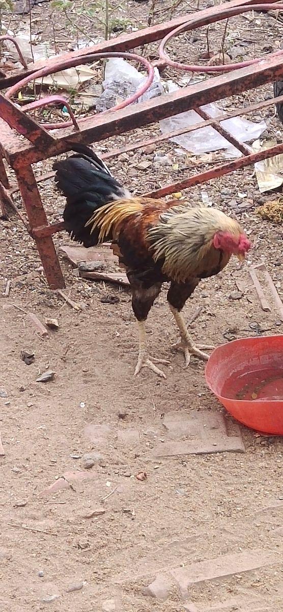 Nattu seval
