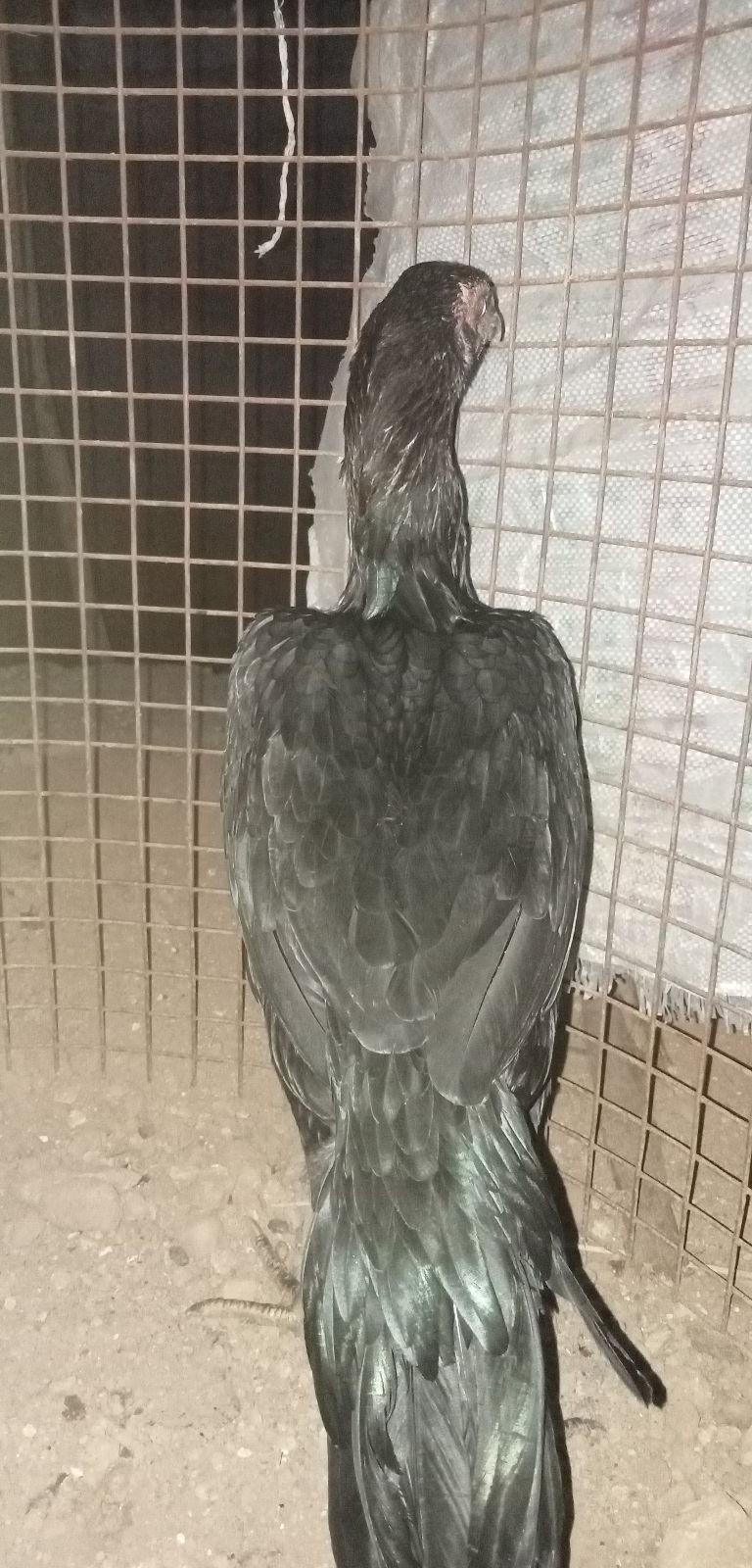 செங்கருப்பு