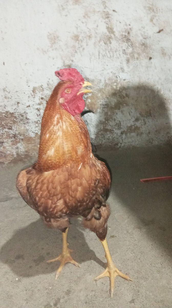 நாட்டுக்கோழி சேவல்