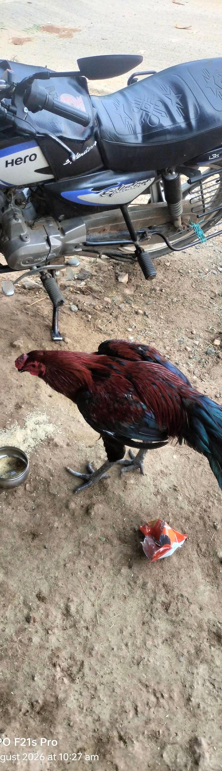 Male