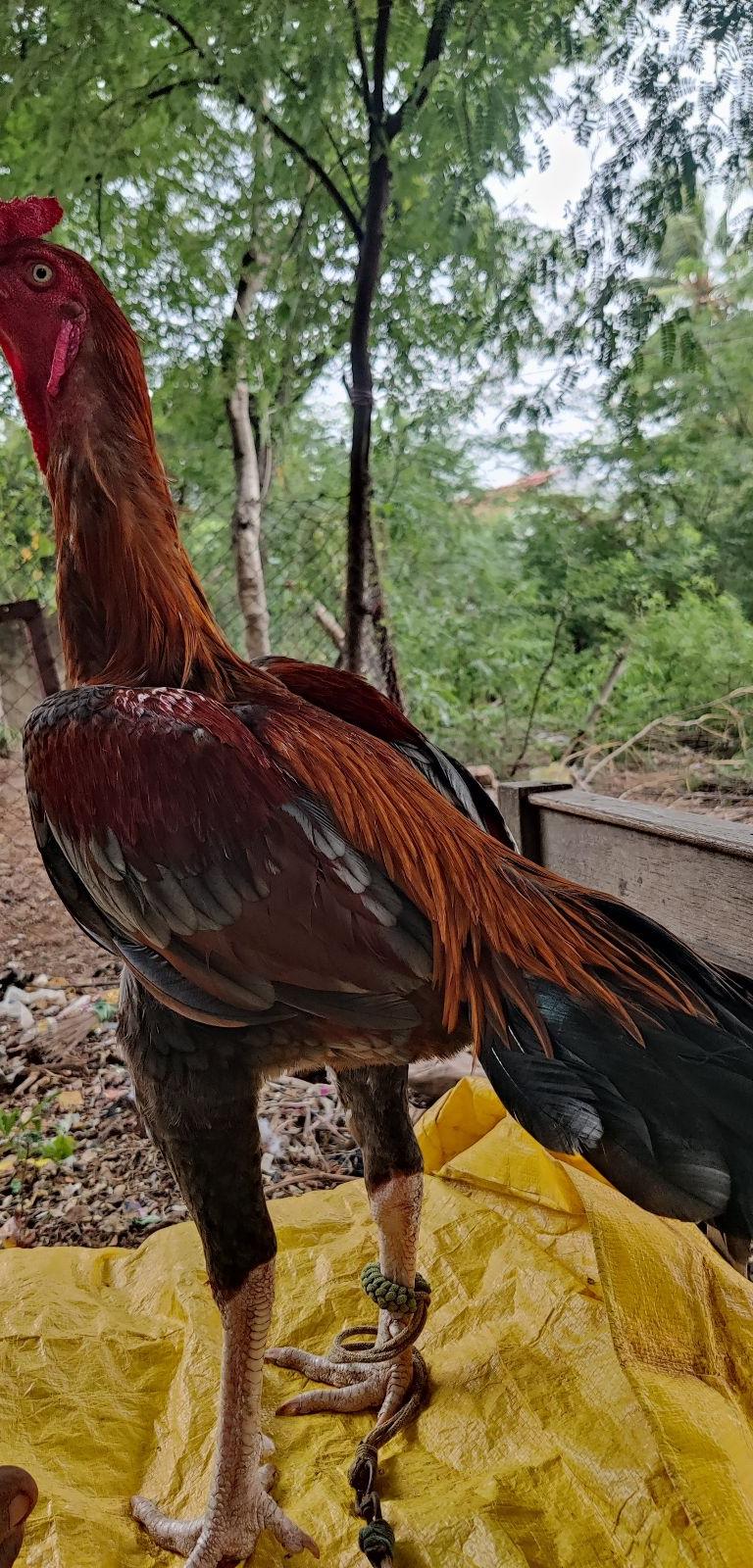Vellakaal...Vellamooku Kagam