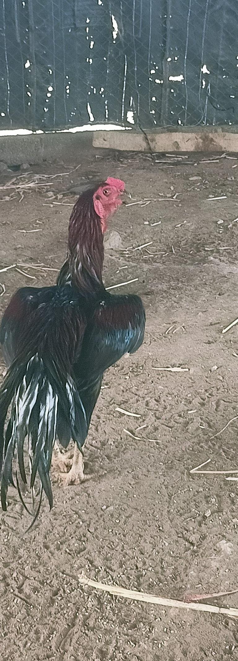 Peruvedai