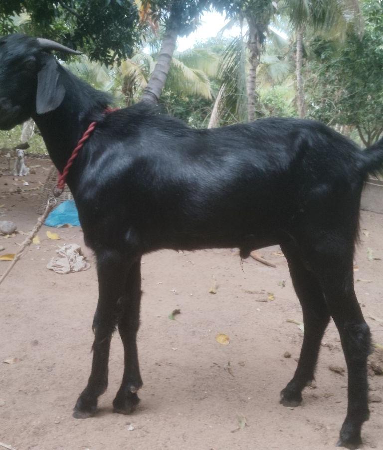 வெள்ளாடு