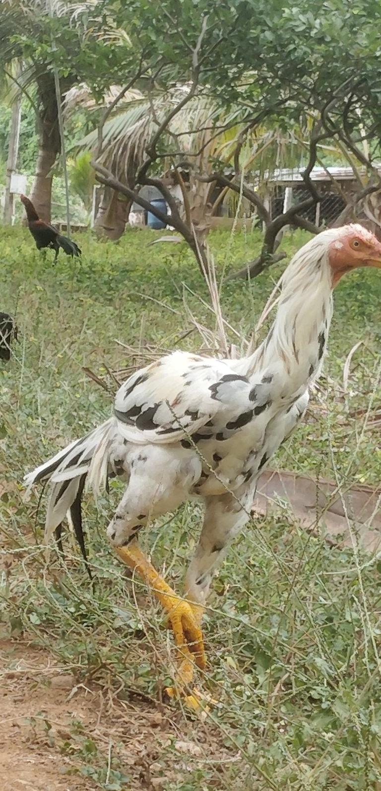 பெருவெடை