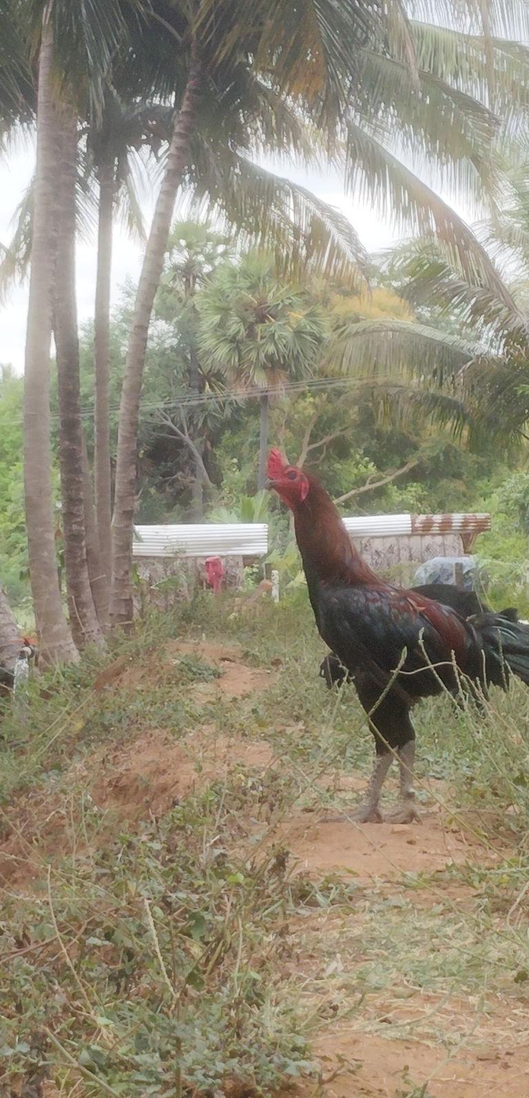 பெருவெடை