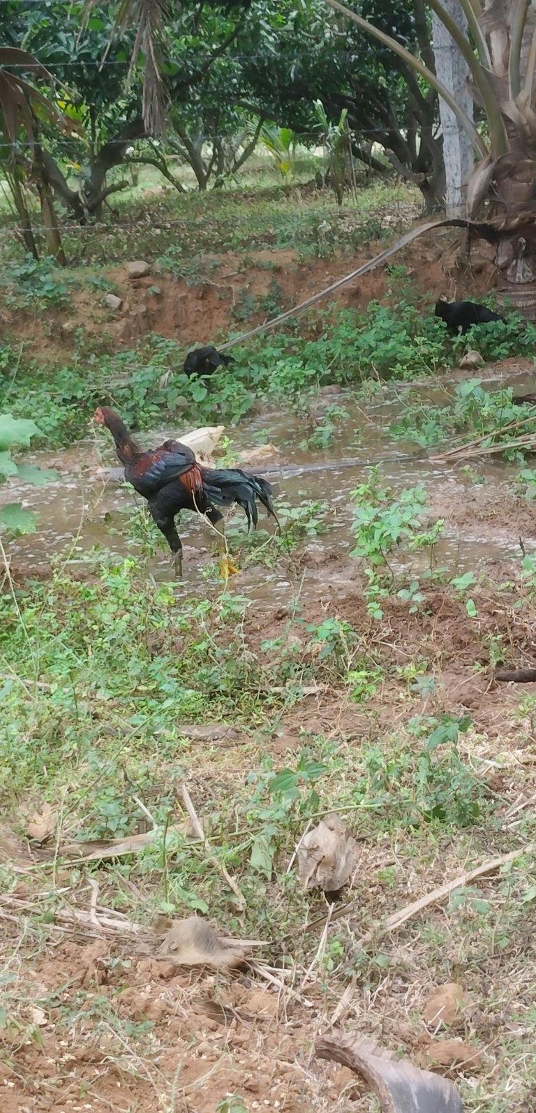 பெருவெடை