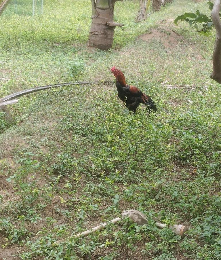 பெருவெடை