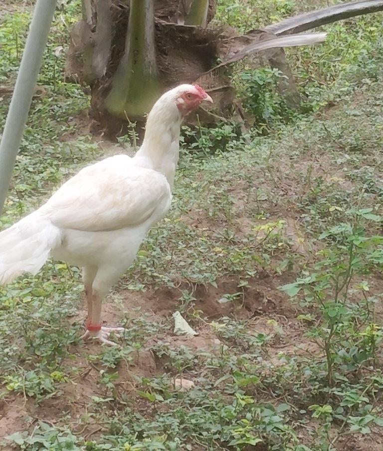 பெருவெடை