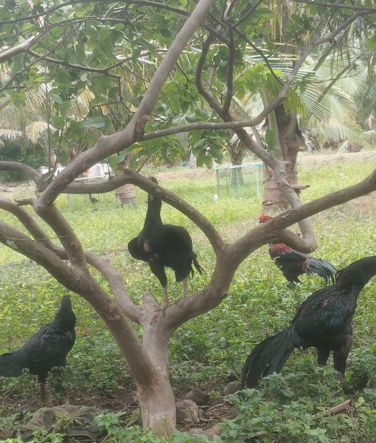 பெருவெடை