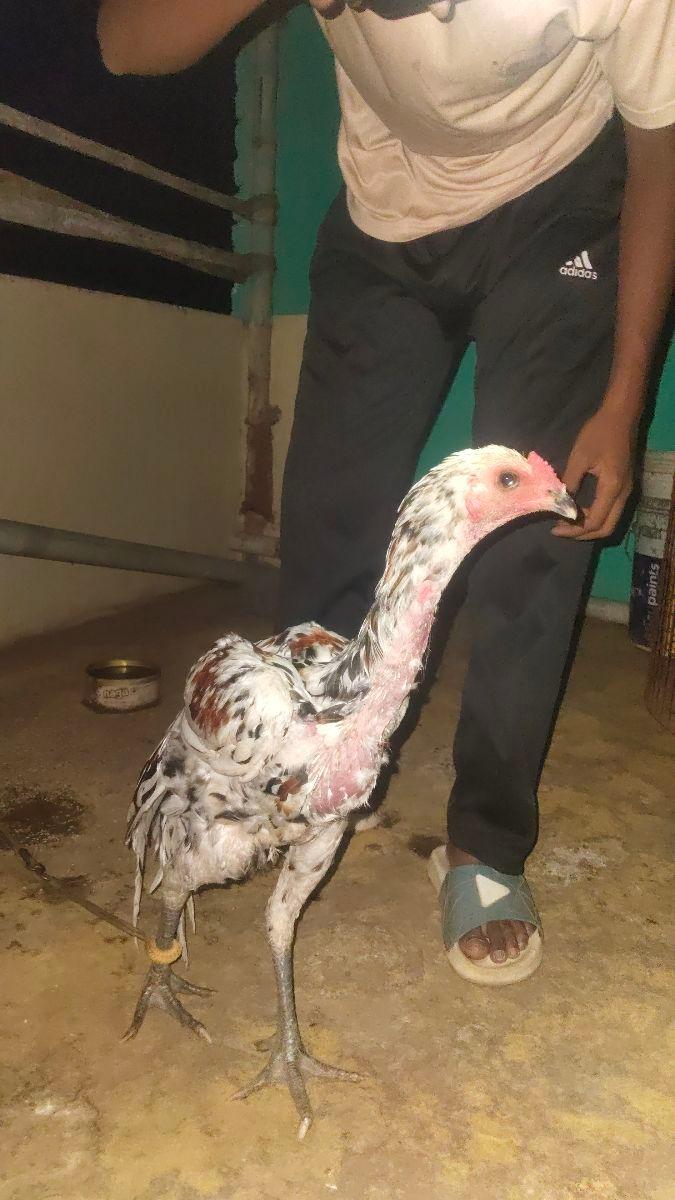 சுள்ளி