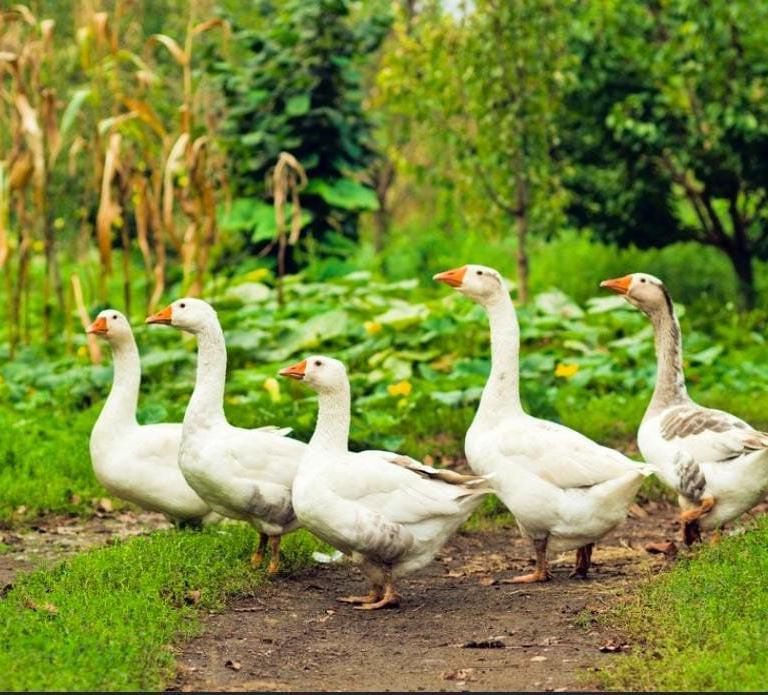 Goose Duck