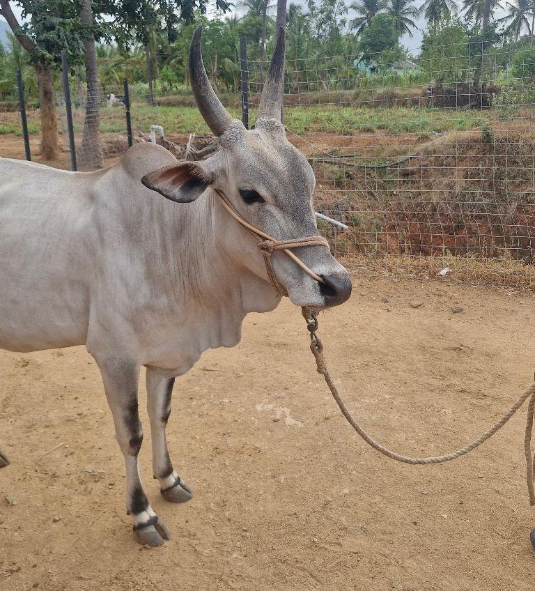 காங்கேயம்