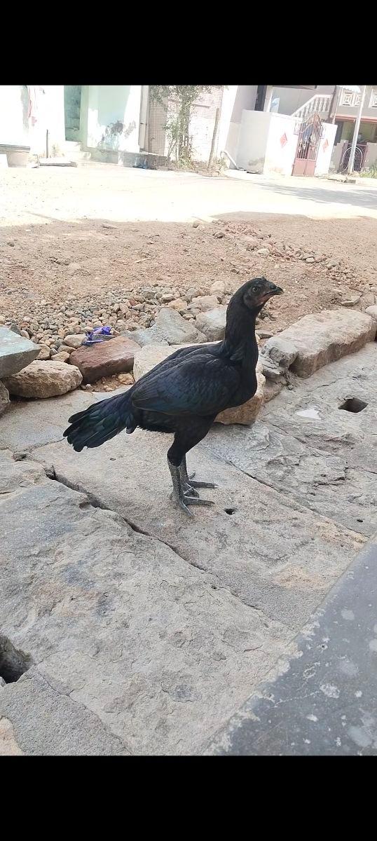 Female Kathikal