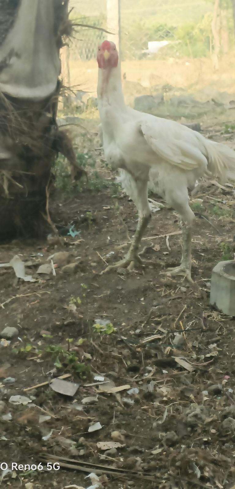 கத்திகாள்
