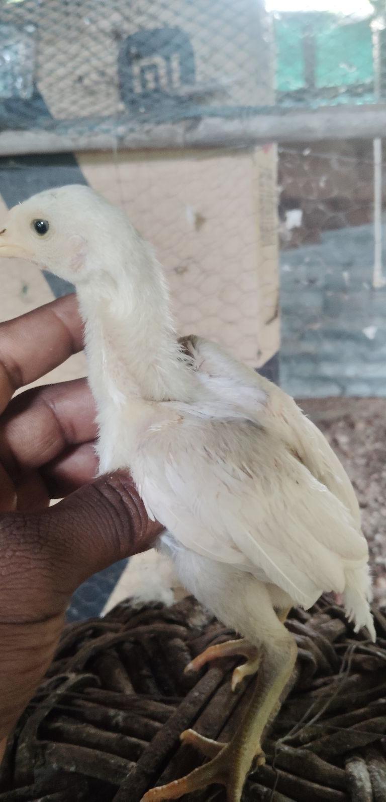 பெருவெடை