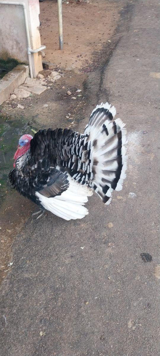 வான் கோழி