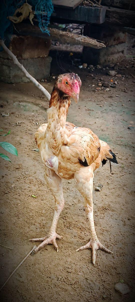பெருவிடை