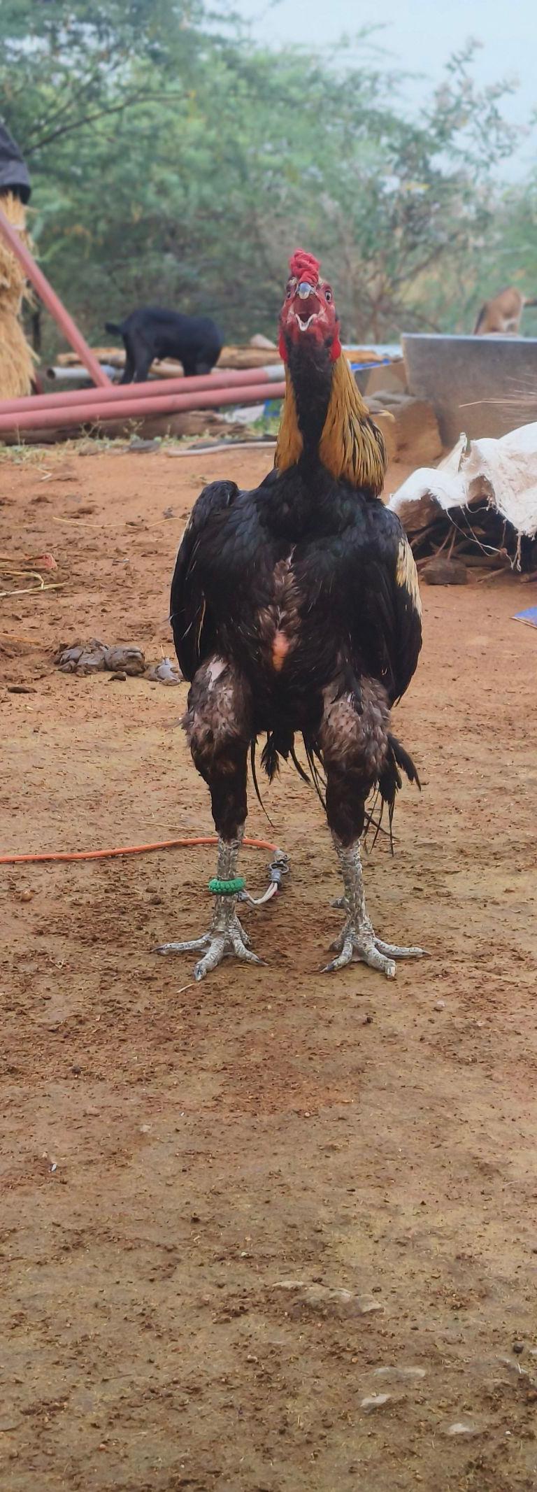 kovathadi seval