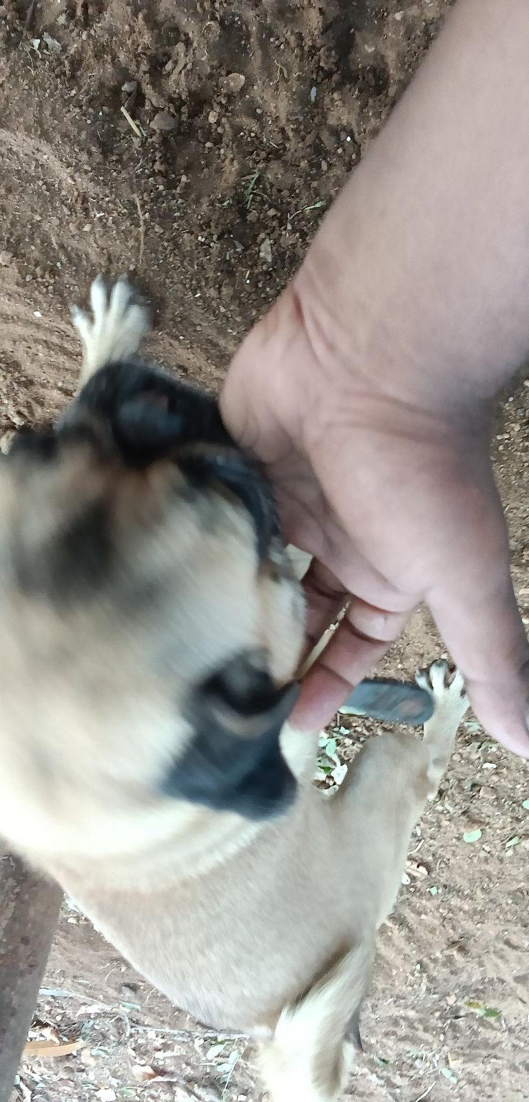 Pug Dog