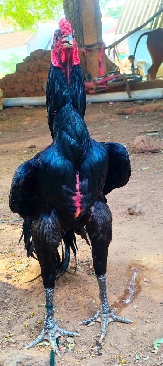 பெருவிடை