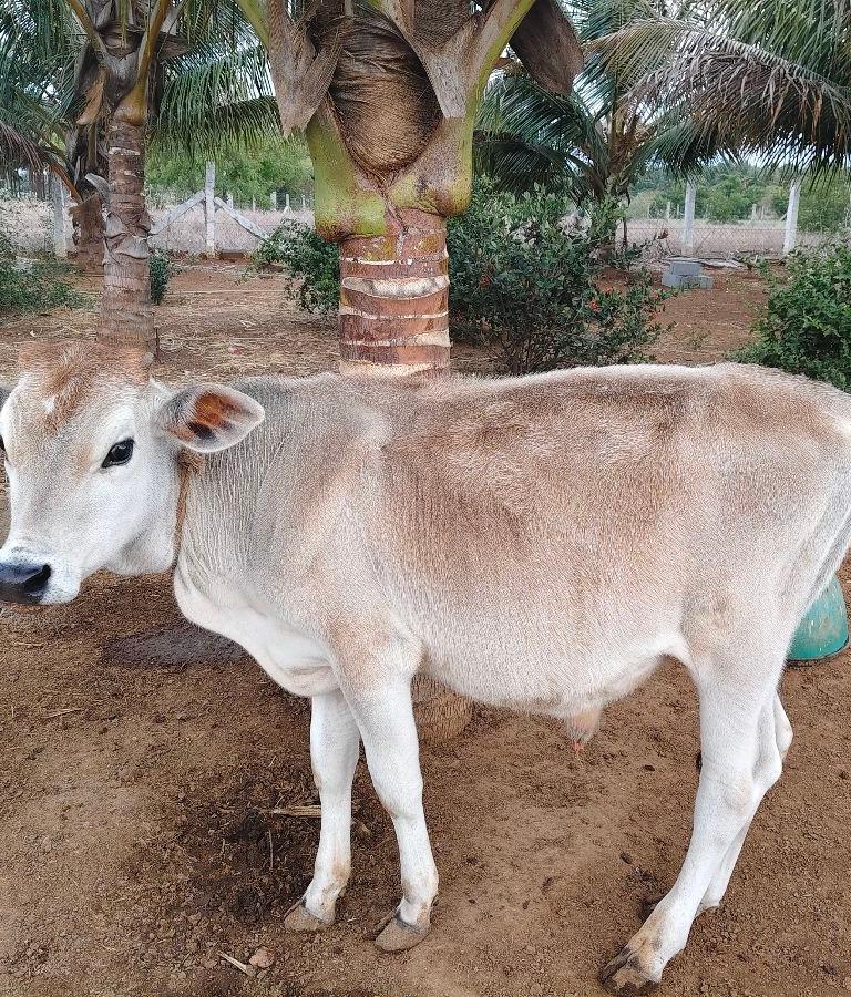 ஜெர்சி