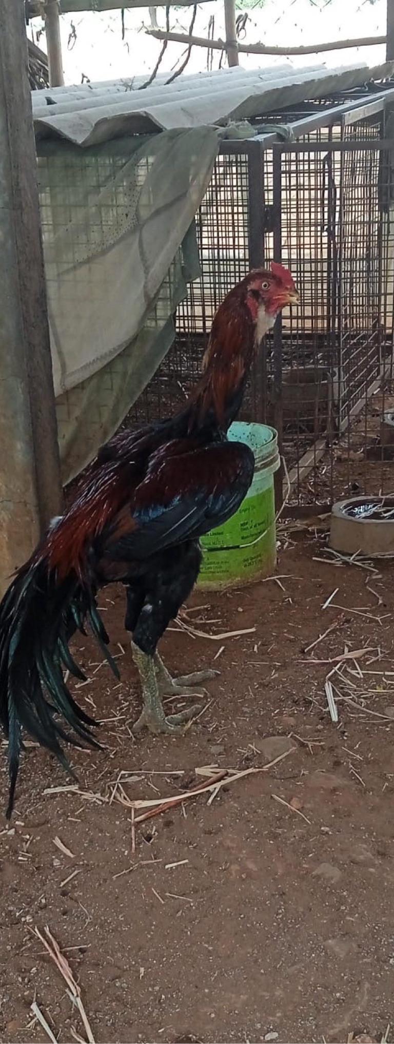 Peruvidai