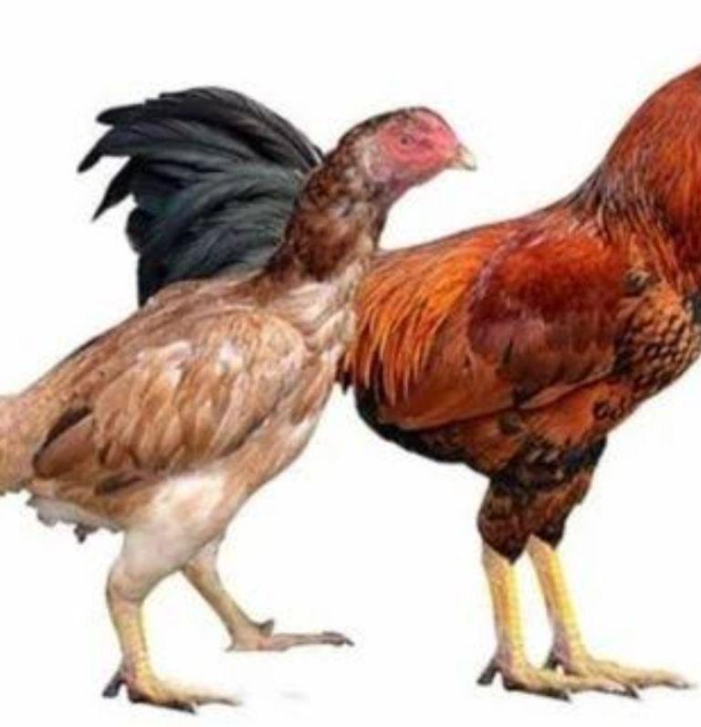 Nattu Koli Original Breed