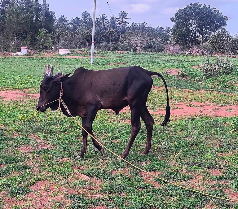 Kankeyam