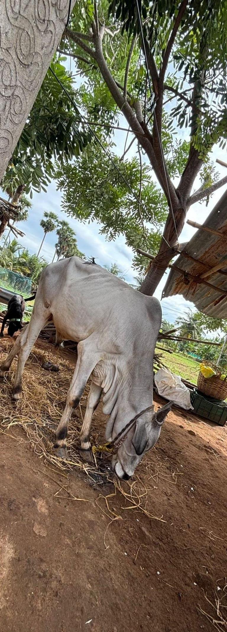 காங்கயம்