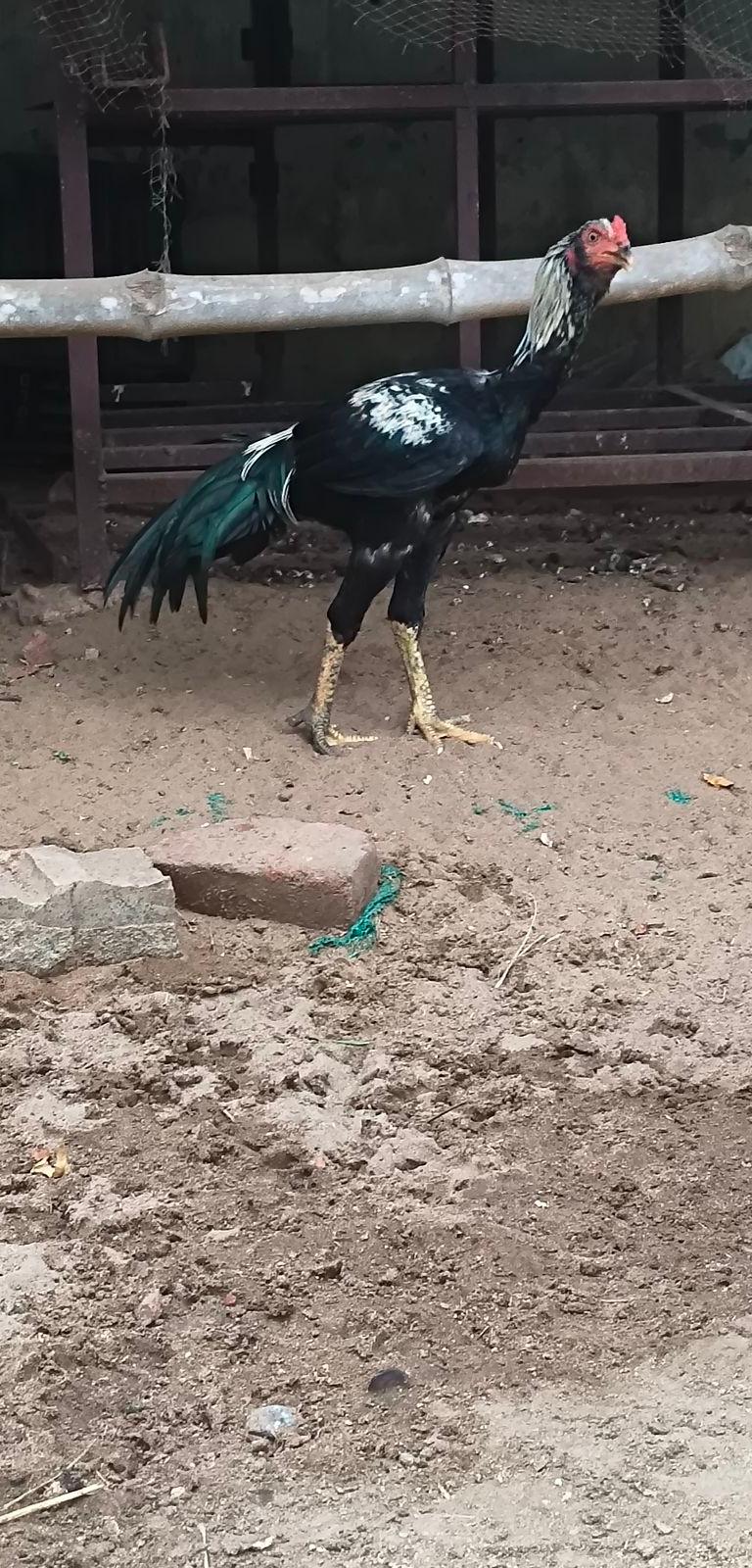 Sandai Kozhi