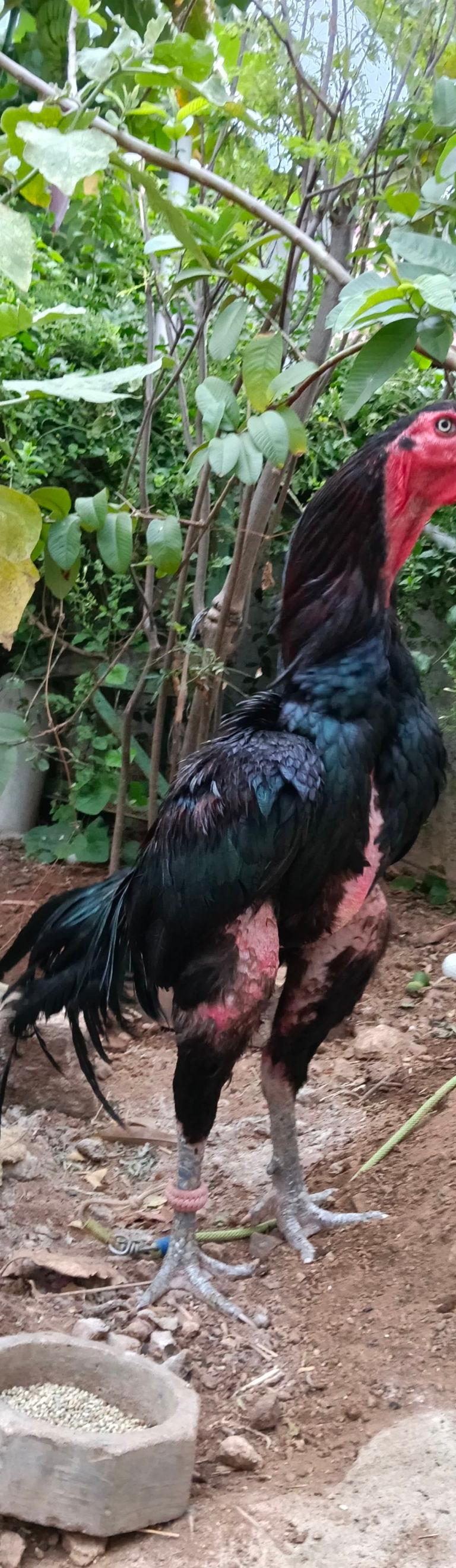 செங்கருப்பு ( Linege கோழிக்கு போடப்பட்டது)