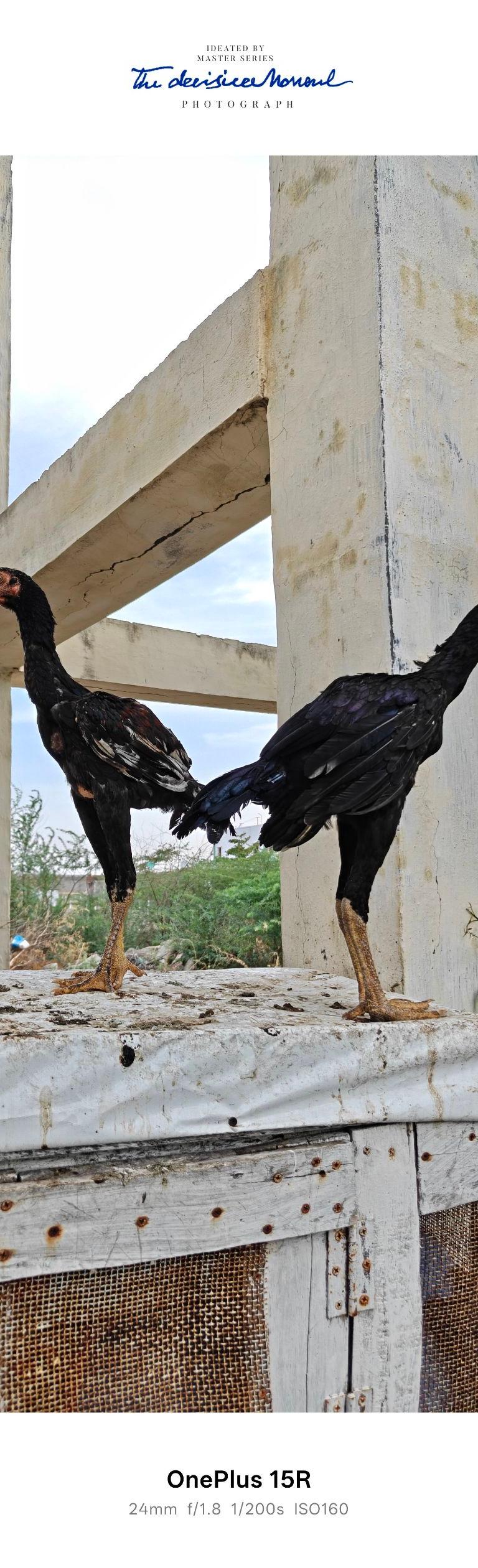 பெருவிடை